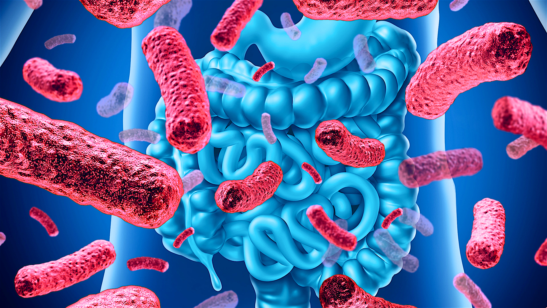 il microbiota intestinale